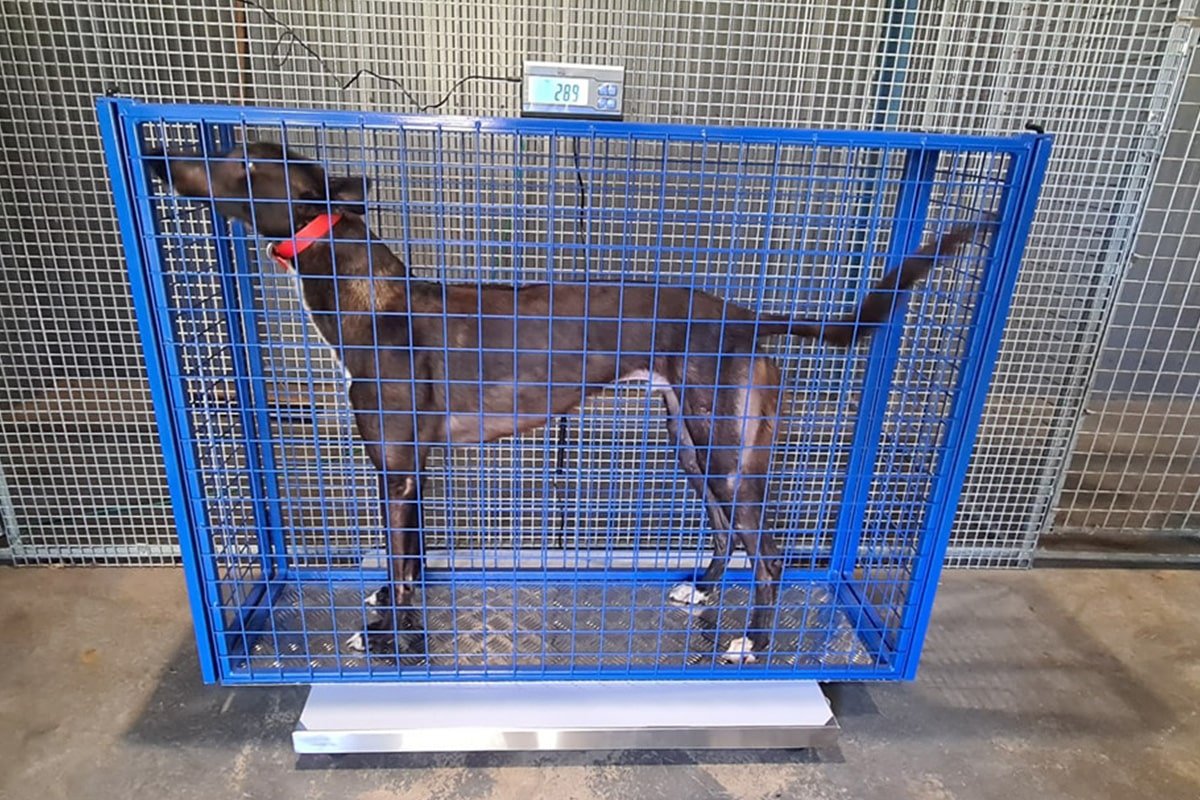 Dog Scales Dog Scales